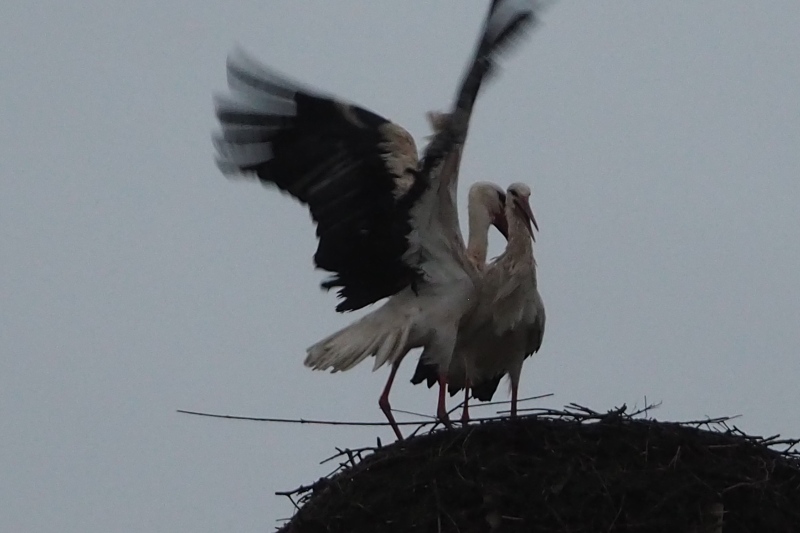 Heute gegen 17 Uhr ist endlich ein zweiter Storch angekommen. Langes Warten zu Ende? 
Mir scheint, dass er nicht das Männchen aus dem letzten Jahr. Federmuster anders, und (das Wichtigste) die Störchin hat geweigert, sich mit ihm zu paaren.