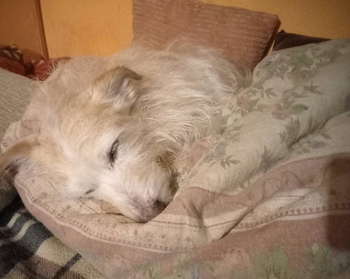 Jarda Jelínek tweet media