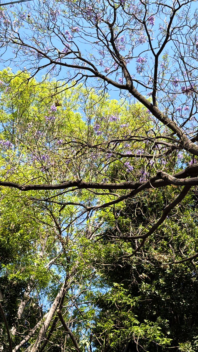 Inaugurada la temporada de shorts, sudores, jacarandas y cachetes rojos.