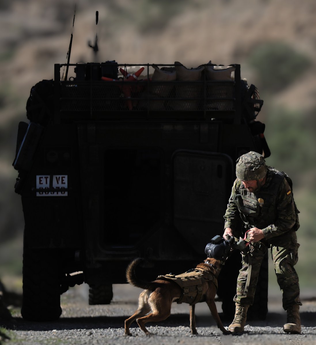 Defensagob's tweet photo. 🐕‍🦺Los equipos cinológicos de la Brigada 'Rey Alfonso XIII' de #LaLegión se adiestran para reaccionar en segundos ante amenazas ocultas:

➖Detección de explosivos.
➖Combate y técnicas de mordida y control.
➖Búsqueda de estupefacientes. https://t.co/NnUeR6N2aK