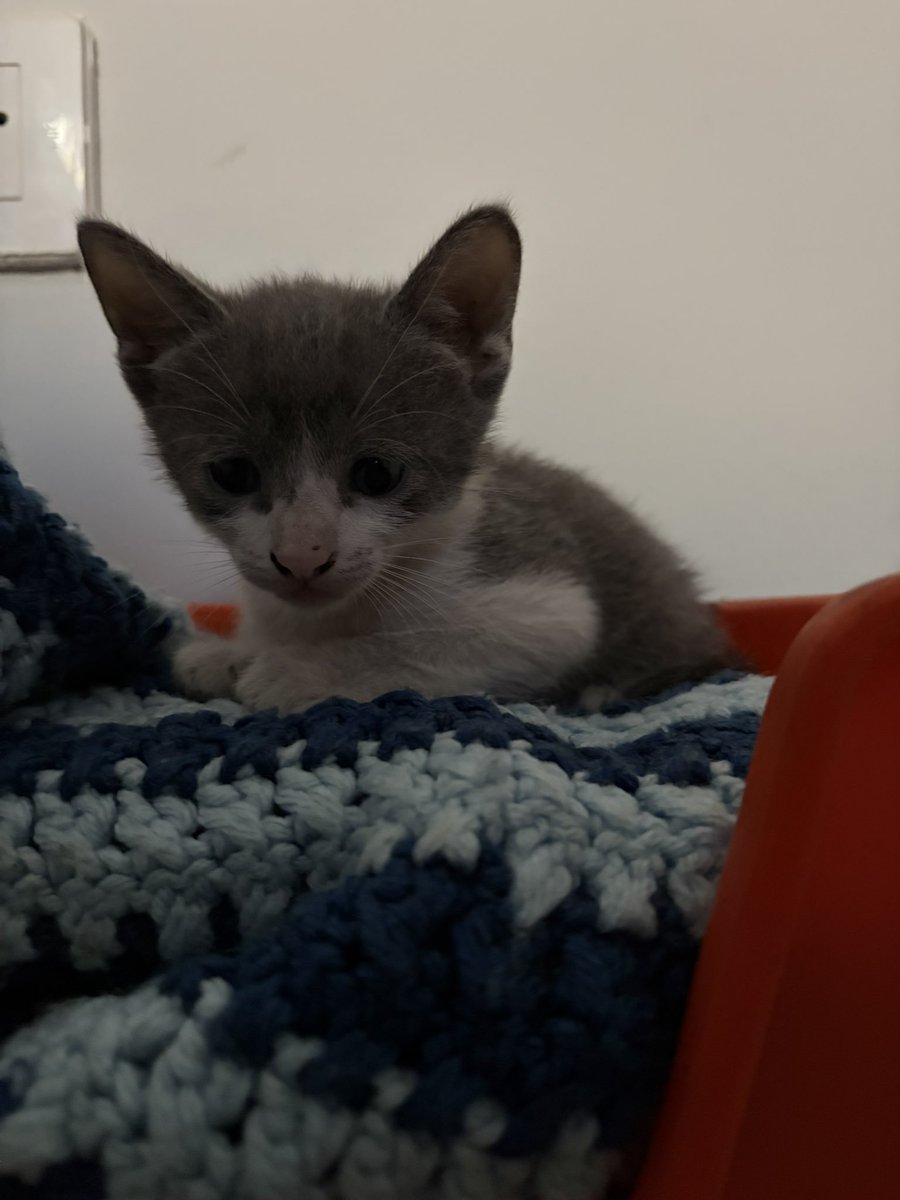 “A wizard is never late. Nor is he early. He arrives precisely when he means to.”

Les presento a Mithrandir, mi Peregrino Gris.