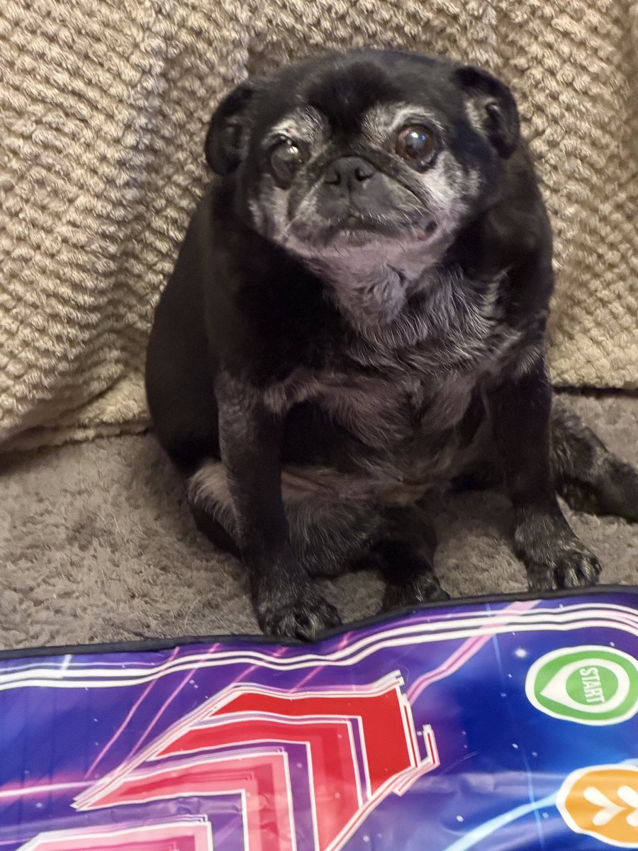 Albert the Pug🌈 (account now run by Betty) tweet media