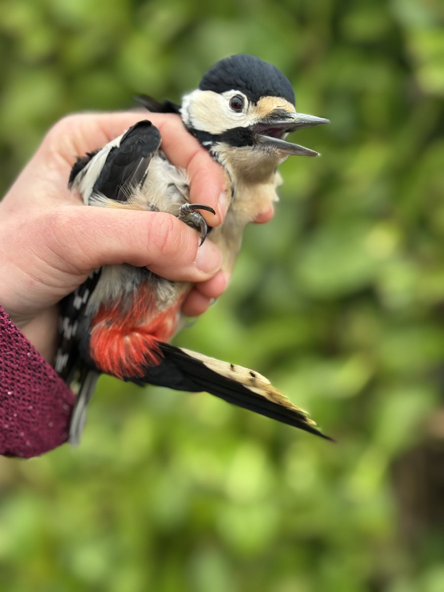 AshmanMrmatt's tweet photo. It’s finally stopped raining, at least till 11.15, not many birds but nice to get out. All ringed under licence 😊 https://t.co/S6Z8M3KTkP