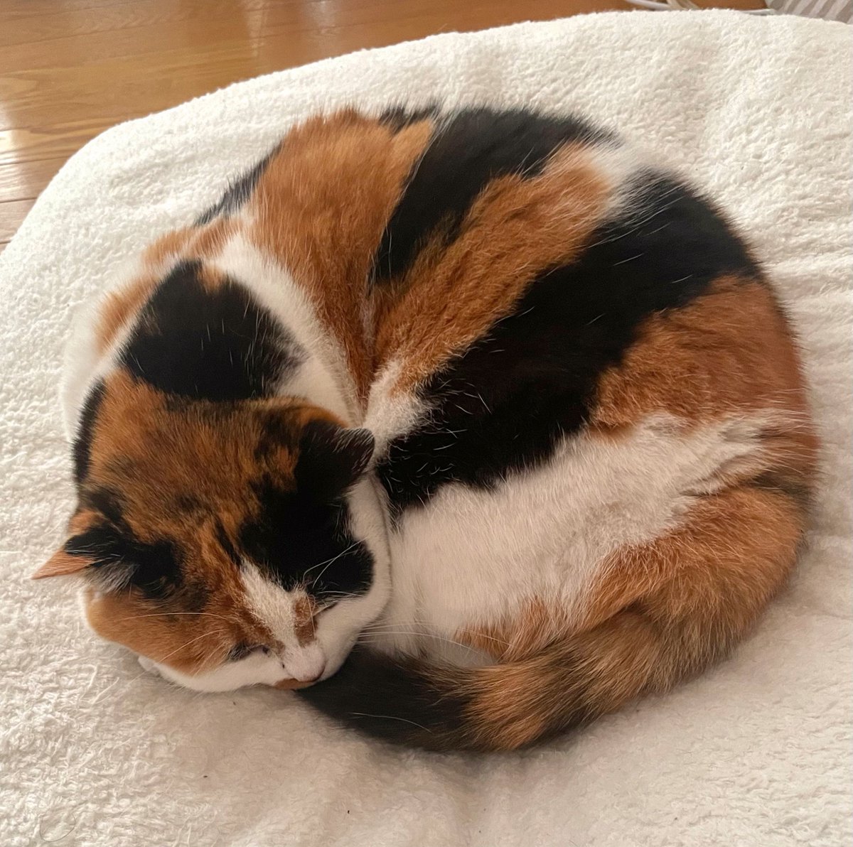 にゃんころもち (@sakura_nyancolo) / Posts / X