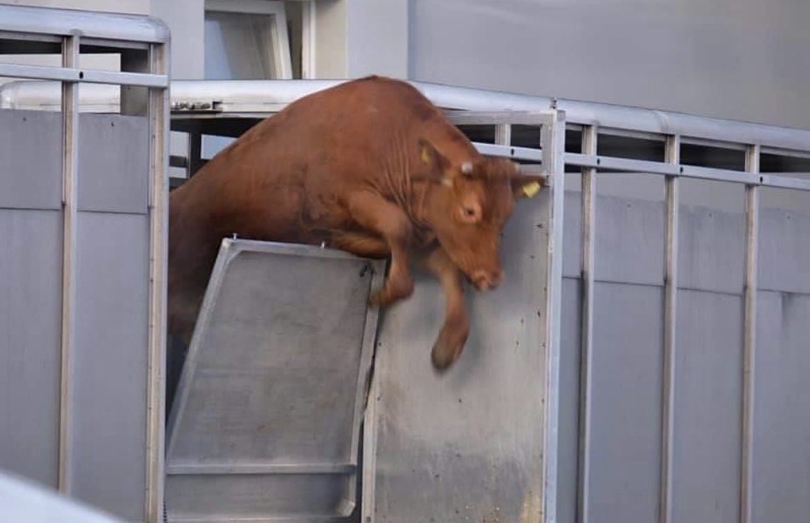 NothingIsArt's tweet image. Tilda escaped from a slaughterhouse. Now she is safe in a sanctuary💚
Please consider the billions of animals in our food system who are just like her 🙏