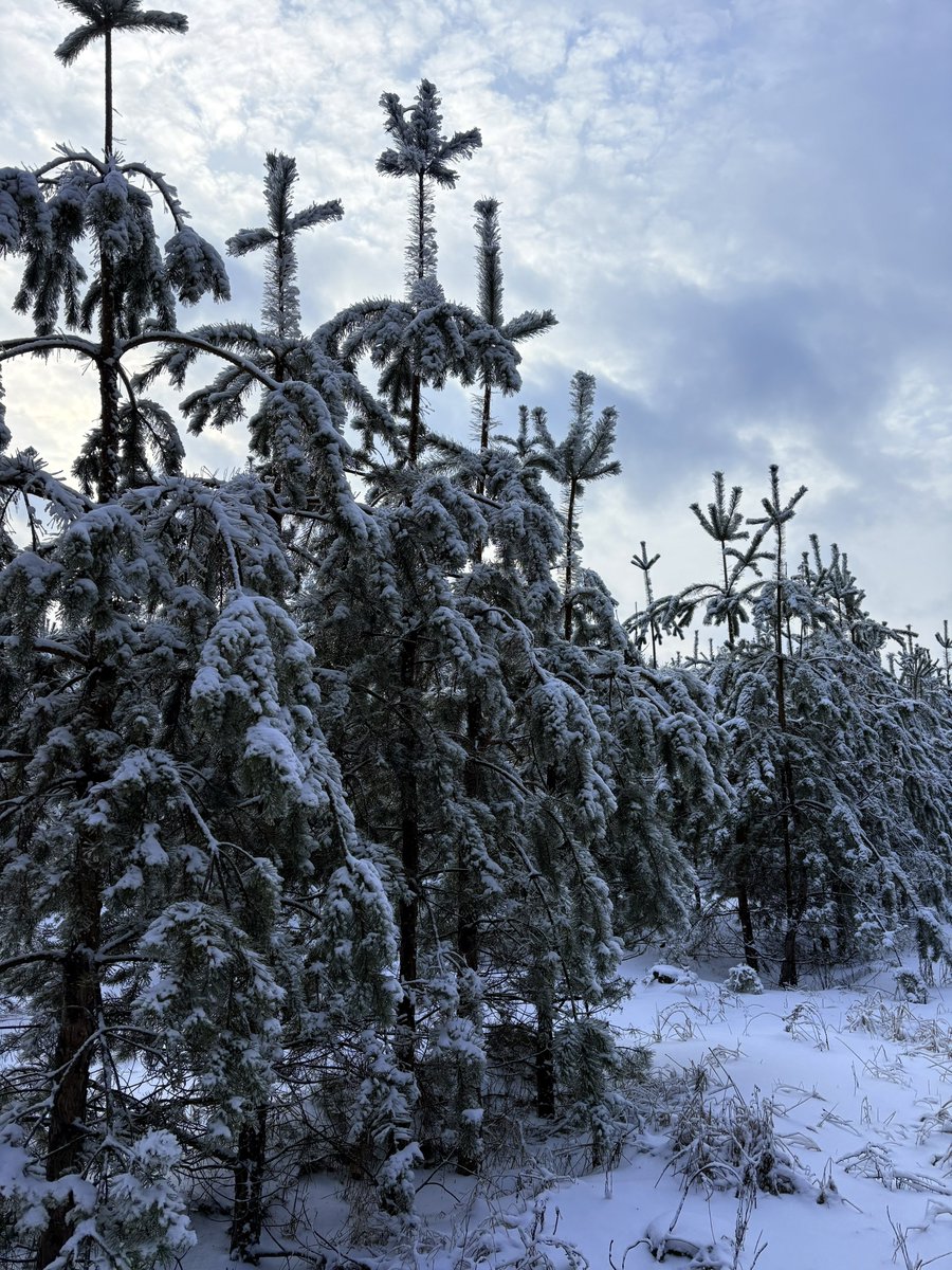 КИТАЄЦЬ, 军人 tweet media