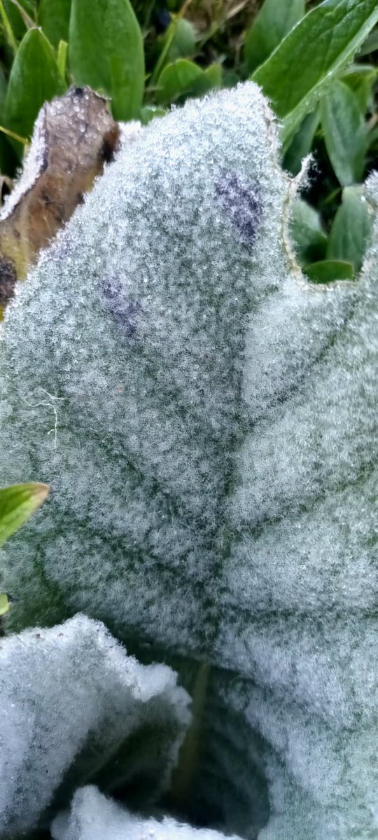 🔵🔵TOMEN NOTA | El ambiente estuvo muy frío en la zona montañosa de República Dominicana durante la madrugada debido a la temporada frontal: es el caso de Valle Nuevo que experimentó una temperatura mínima de 0°C, con sensación térmica de -1°C.

⚠️Por este descenso de las