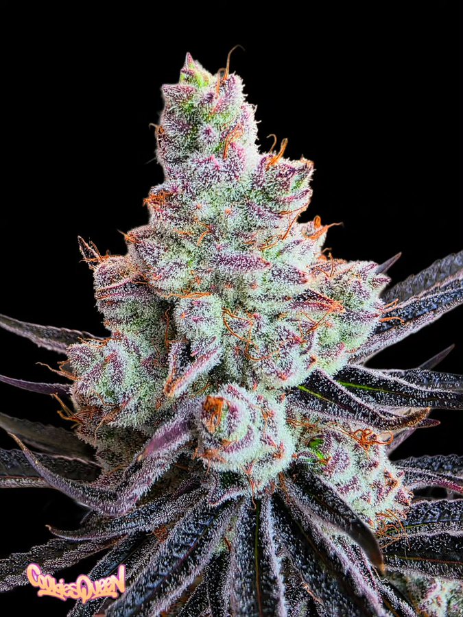 Herb Approach tweet media