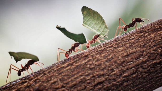 Allah Şöyle Buyurdu;
*
“Yeryüzünde Yürüyen Her Canlının Rızkı Allah'a Aittir.”
*
(Hud Suresi , 6. Ayet)