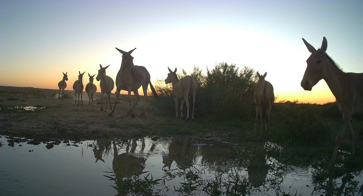 Solaris Trail Cameras tweet media