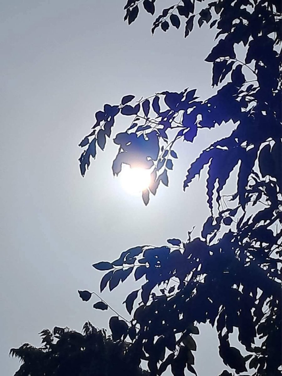lightseekerusha's tweet photo. Listen to the trees. They have so much to teach and we have so much to learn.
#NatureLover
#TreeLover
#DelhiMornings
#NatureDiary https://t.co/T4ALHfckE2
