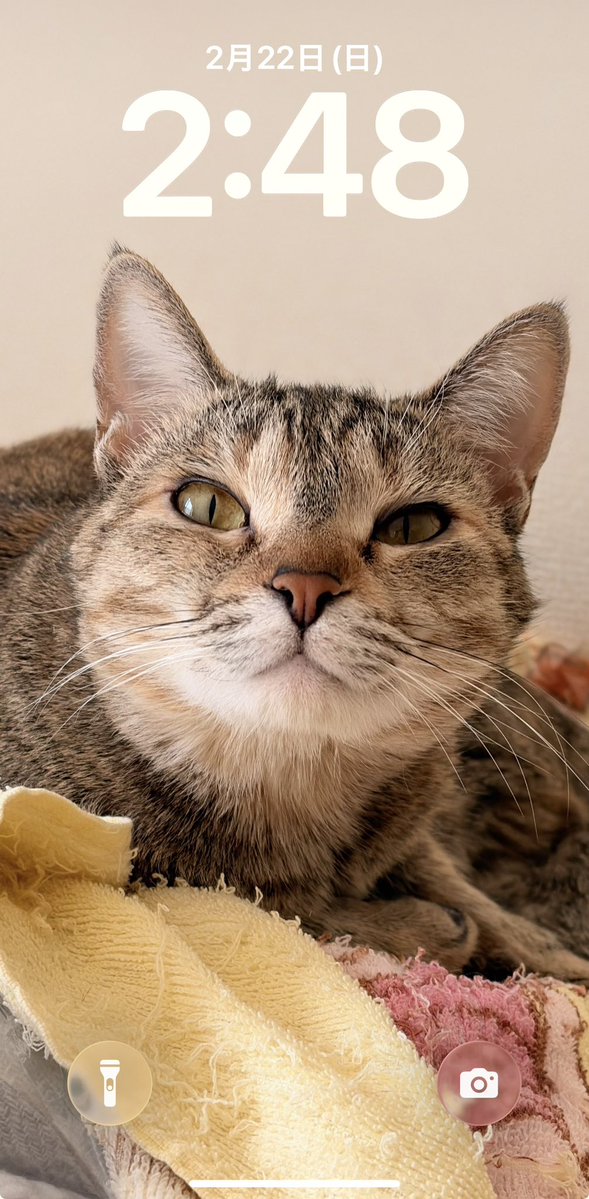 やまさき😽フォロバ77.7%(猫の戯言) (@Ad5jrGkXxVrRGdj) / Posts / X