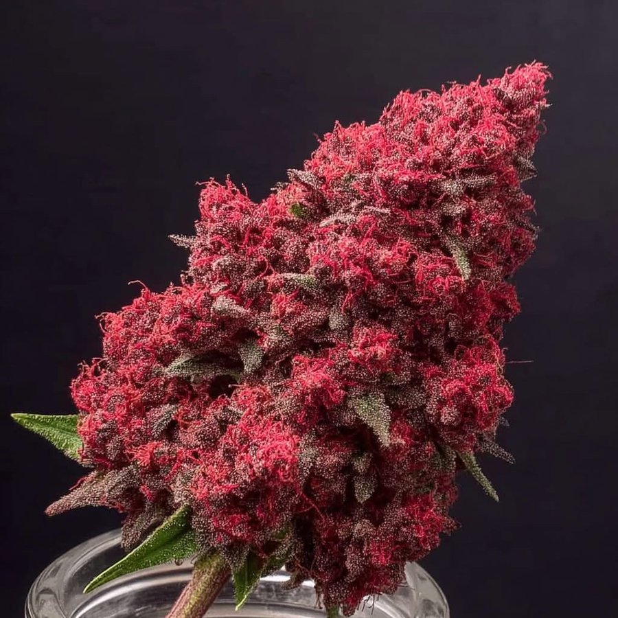 Herb Approach tweet media