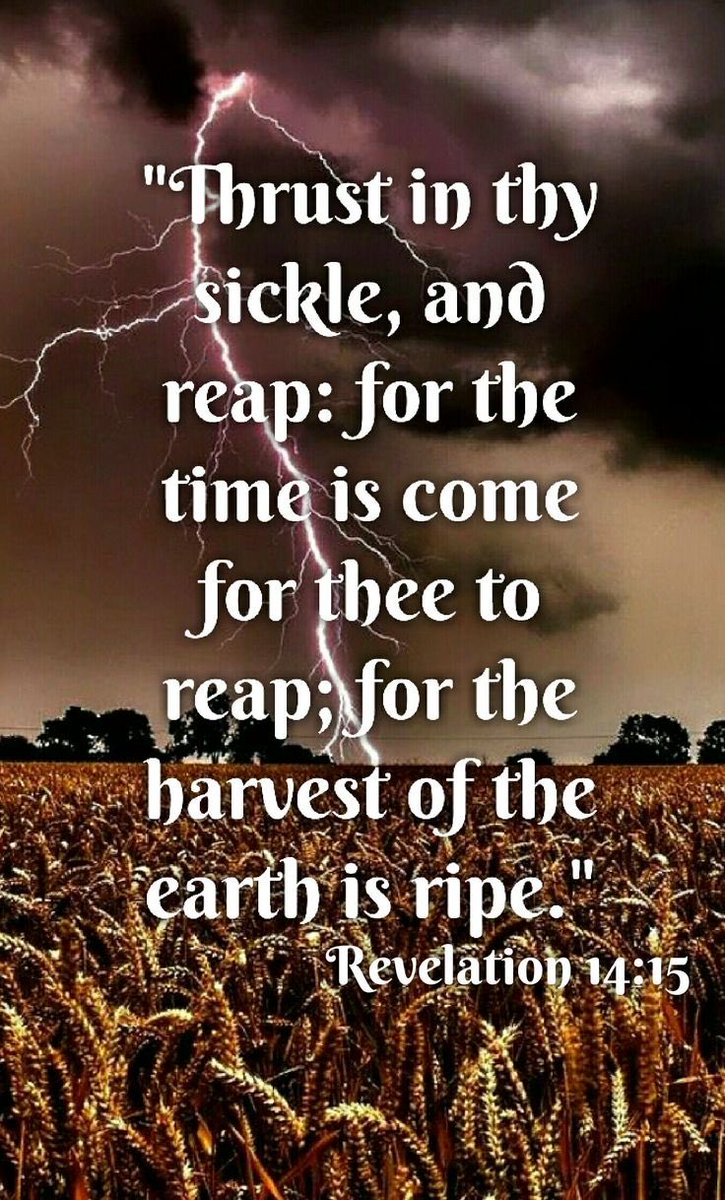 thriftymaven's tweet image. 