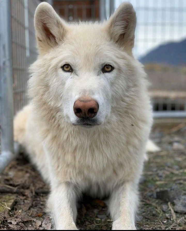 Affirm: I am a good boy

Affirm: everyone loves me and wants to pet me

Affirm: I deserve treats and a nap

Affirm