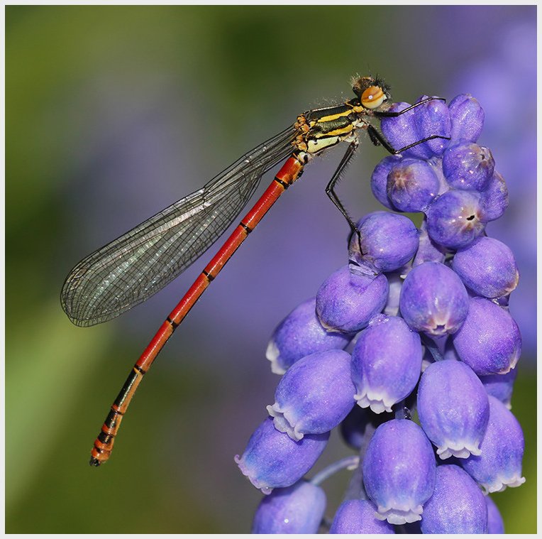 MarcHeathym007's tweet photo. Could be as little as 6 or 7 weeks weather permitting until the first Large Red Damselflies appear. The season will soon be here and with that...hopefully some better weather. @BDSdragonflies @ScotlandBds @BBCSpringwatch #TeamDragonfly https://t.co/3nhvVuBDtQ