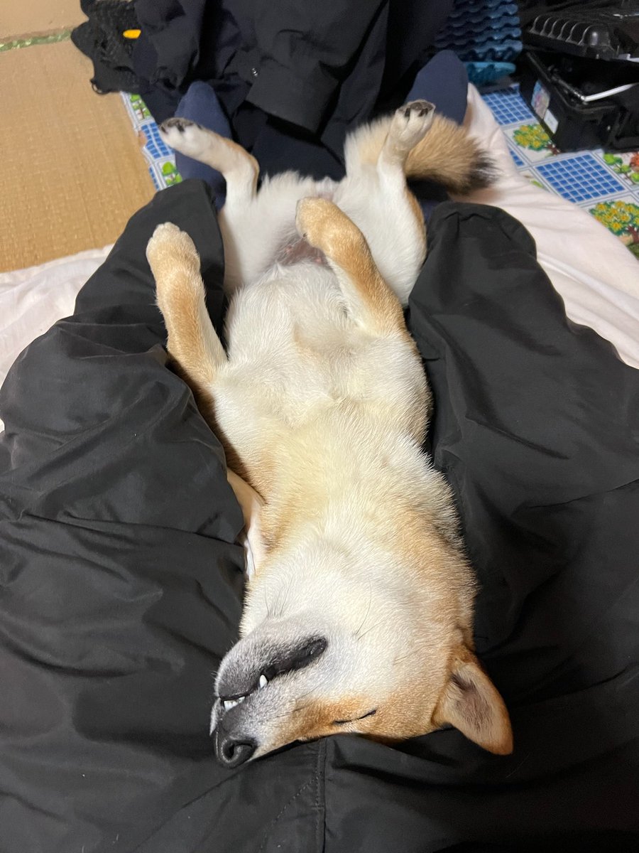 Wake up San Chan it’s time to go snowboarding 🐕 🏂