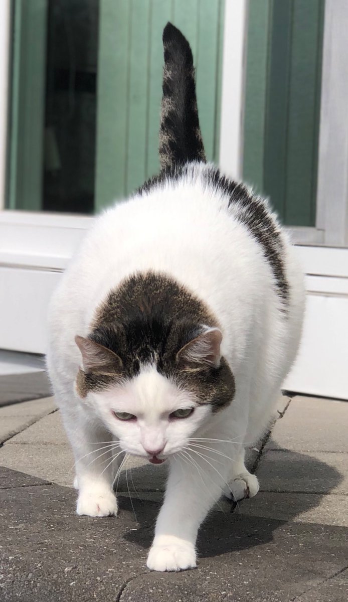 Cat (@Lex_cat11) / Posts / X