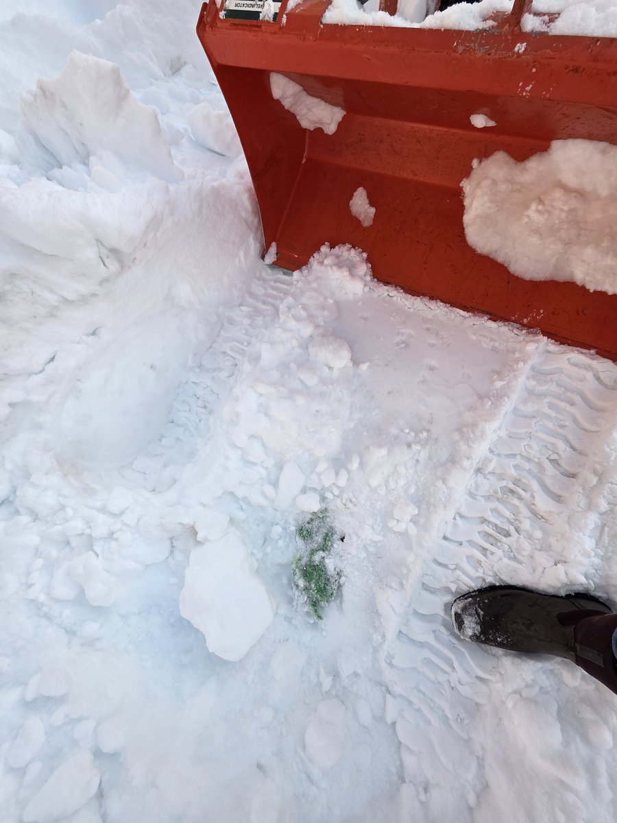 CryptoHolmes (gir,gir) tweet media