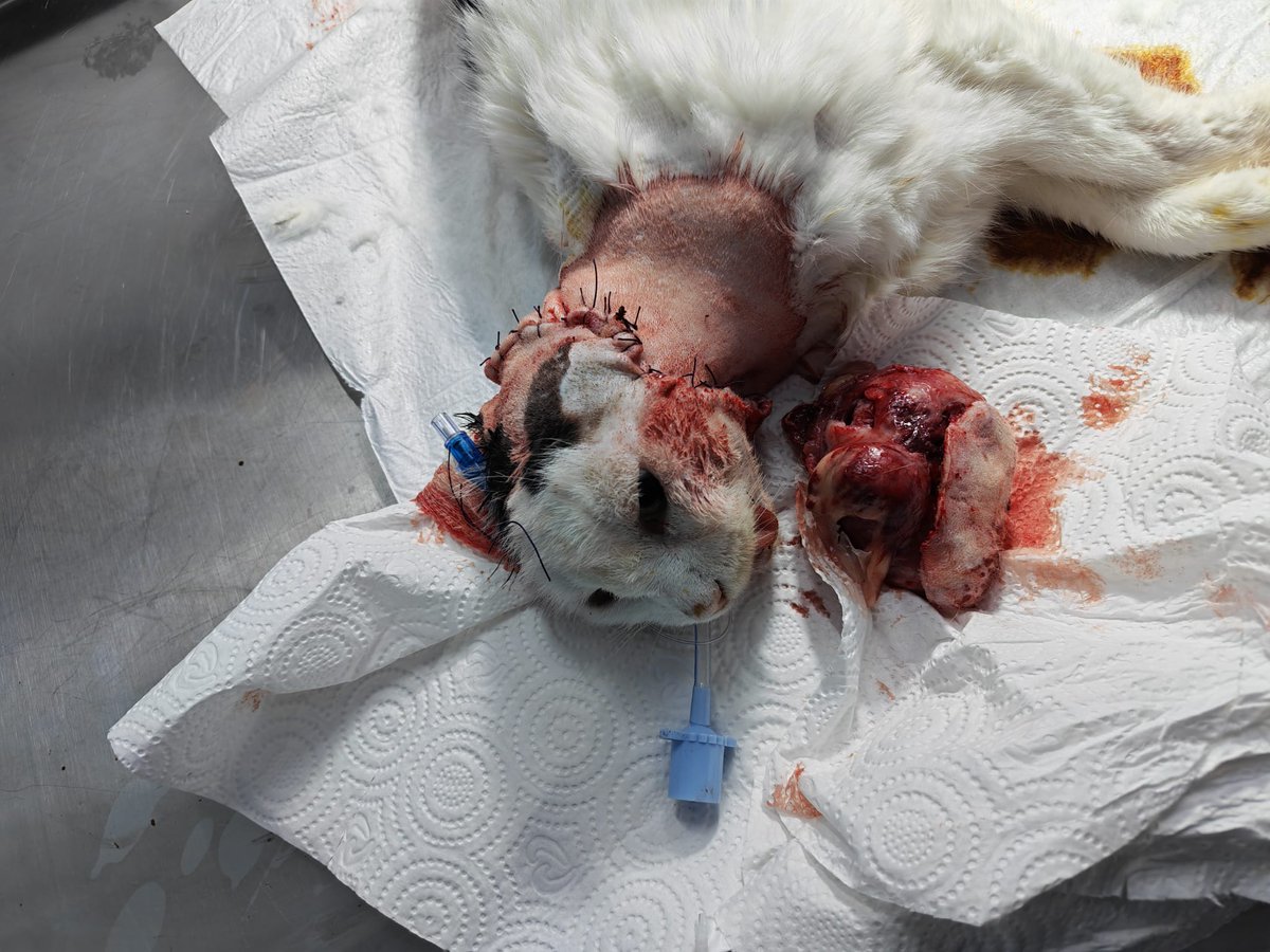 okedimiyaw's tweet photo. Canan ı bir yıl önce sokaktan almıştım hem lösemi hemde scc kanseri vardı.
2. Kez ameliyat oldu. Ameliyat öncesi yapılması gereken testleri yaptıramadım. Ameliyat ücretinin yarısını zor tamamladım.
Kanser ilacı var alınması gereken daha.
Canan a destek olmak ıster misiniz lütfen https://t.co/1xmlnFvLJr