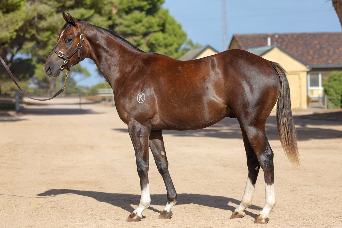 Kambula Stud tweet media