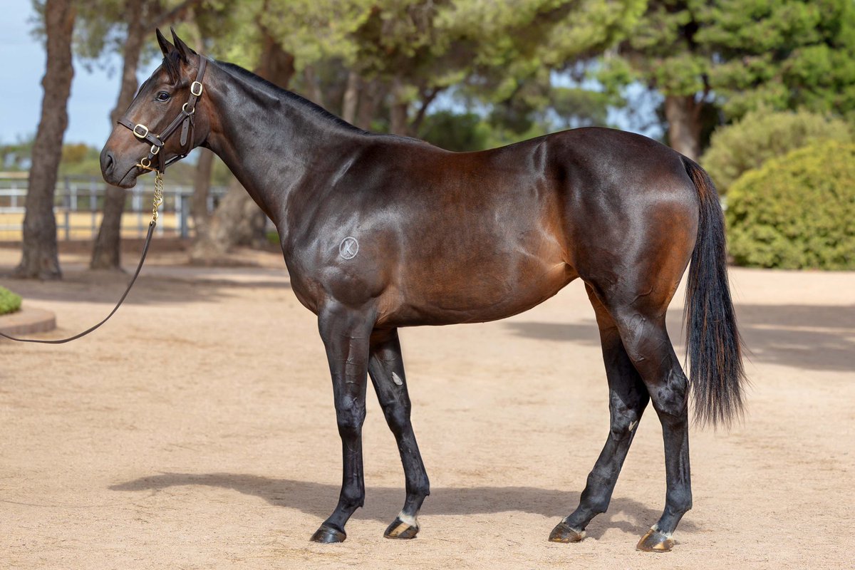 Kambula Stud tweet media