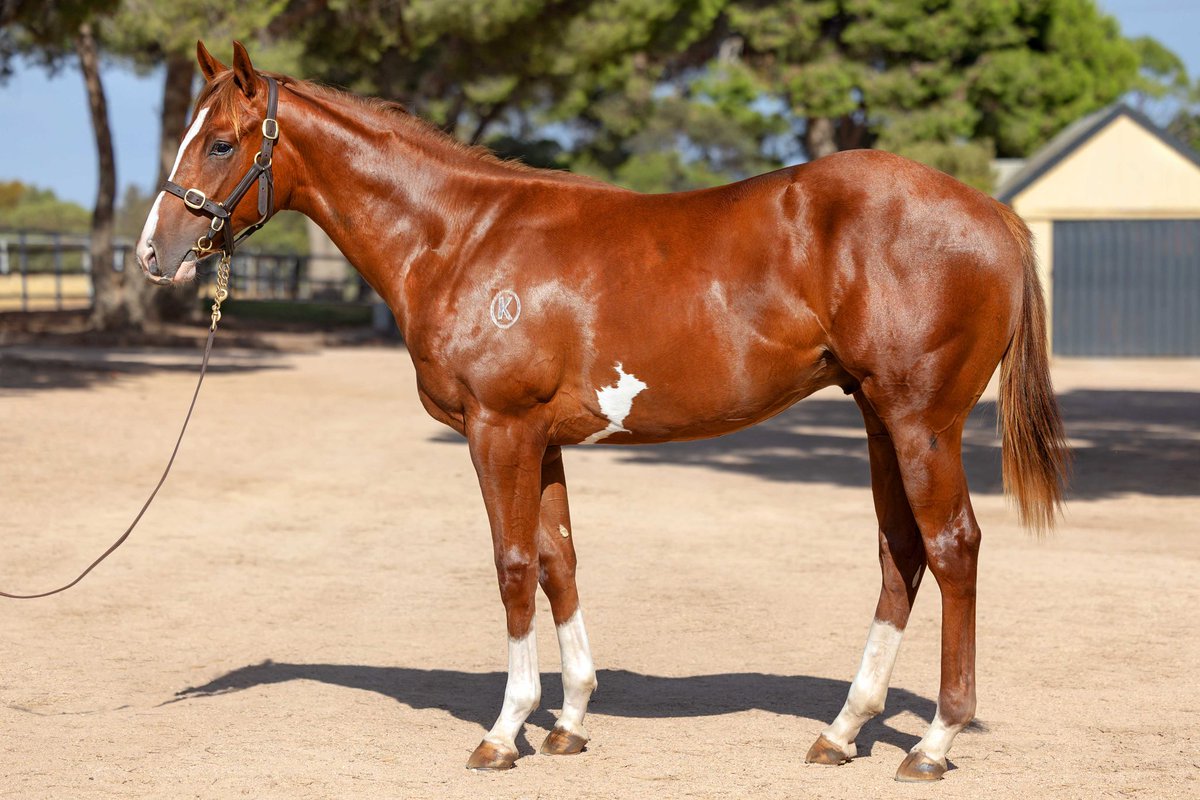 Kambula Stud tweet media