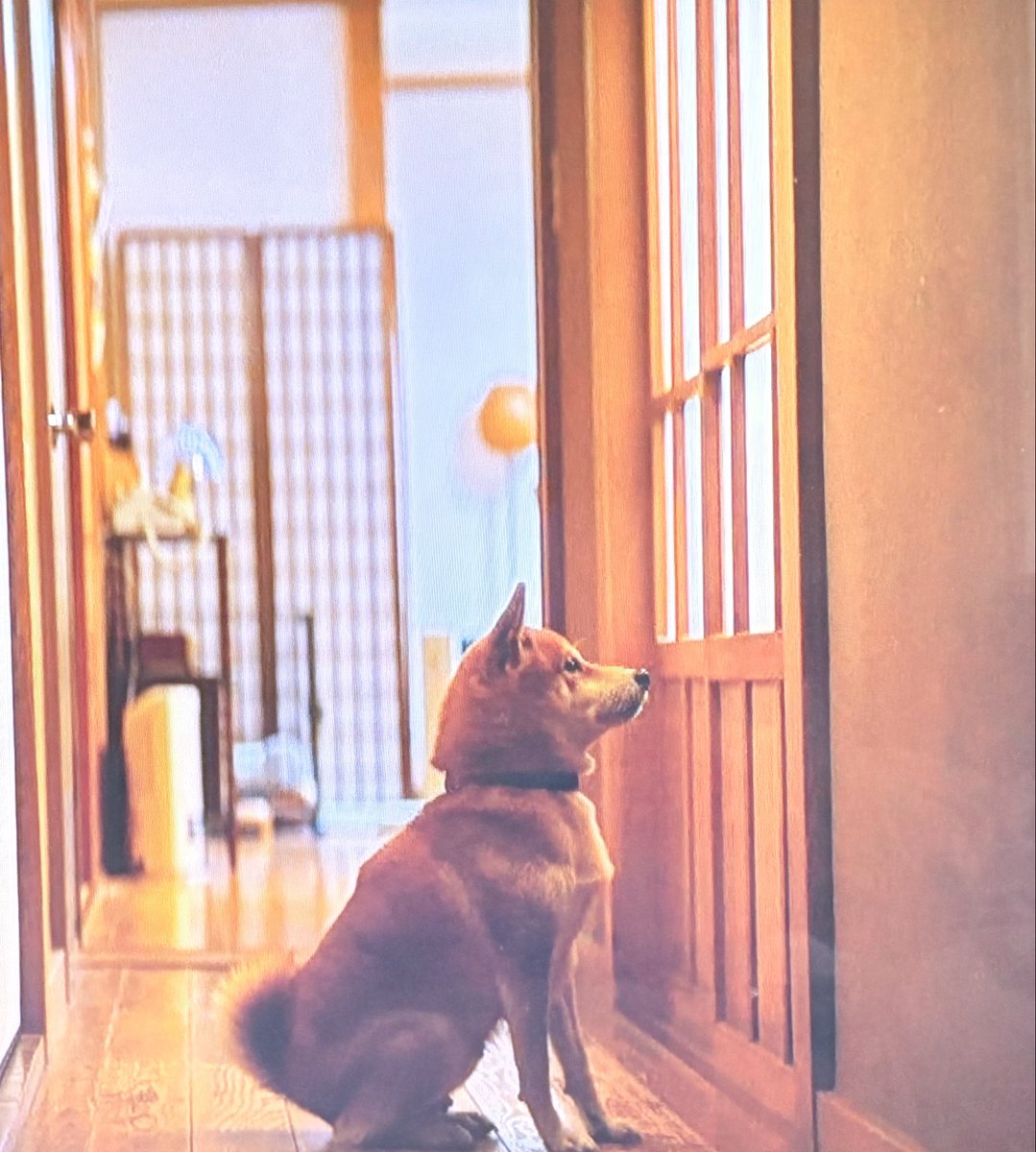 お風呂の前で待つわんこ可愛すぎる
#冬のなんかさ春のなんかね