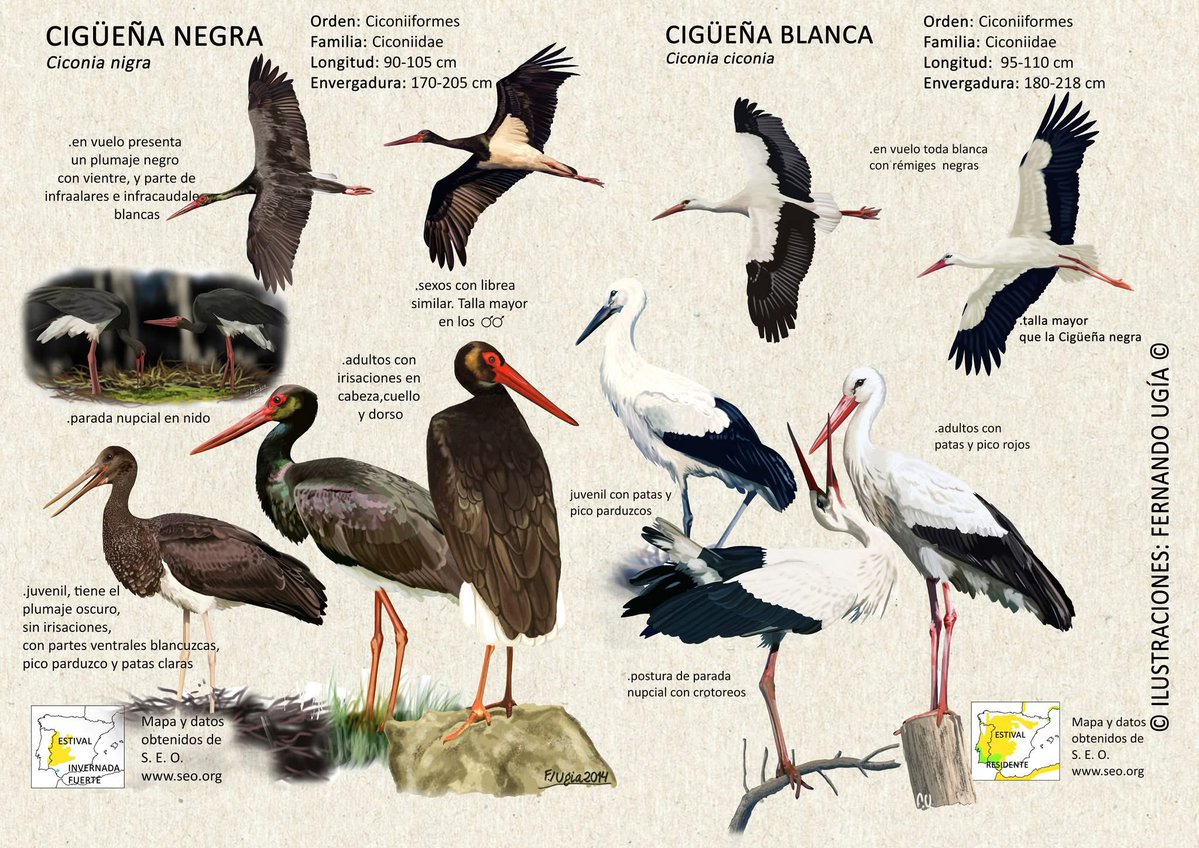 INFOGRAFÍA DE CIGÜEÑAS

Ilustración digital ©️<a href="/FernandoUgia/">fernando ugia</a>