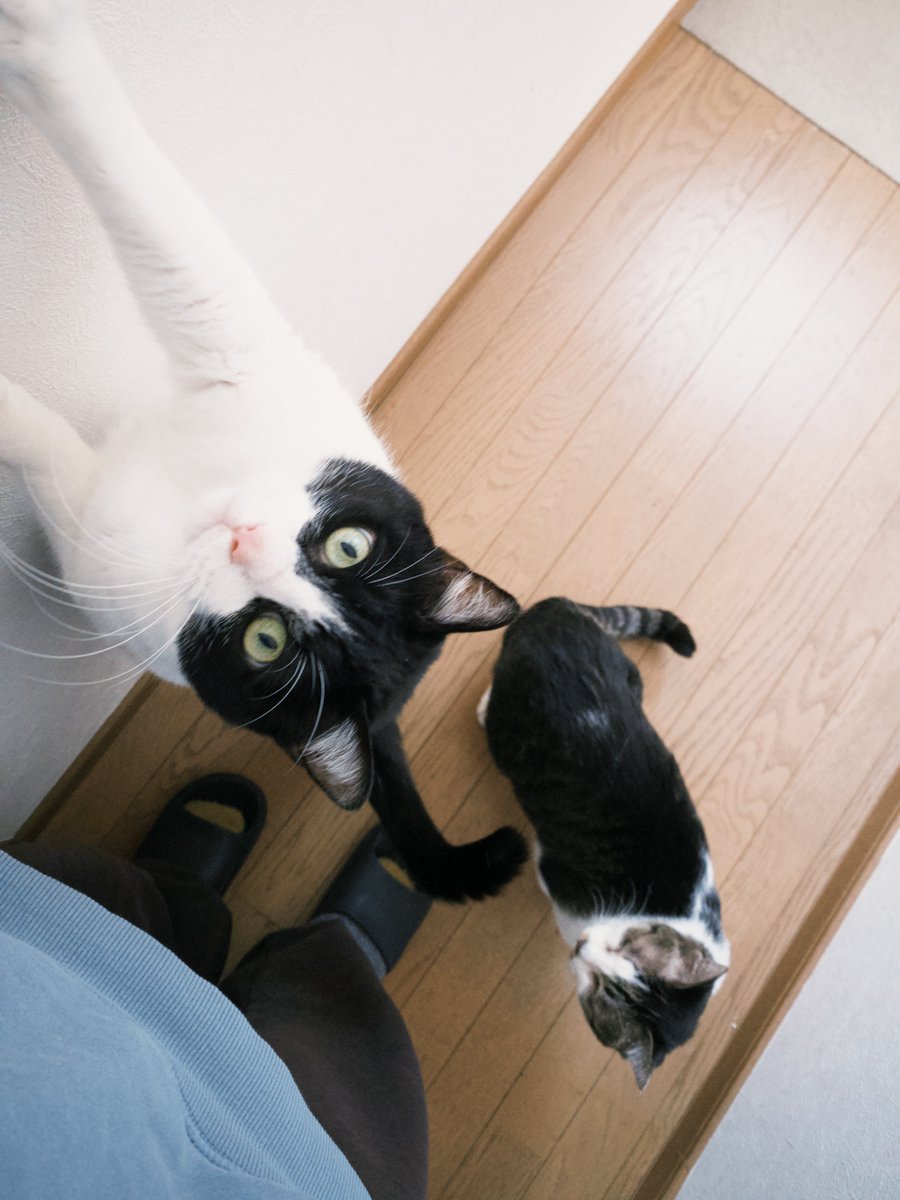 猫の日 （毎日）