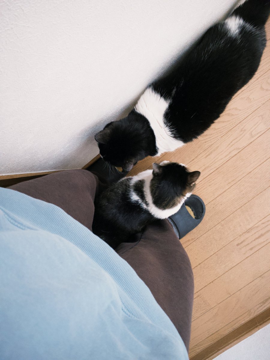 猫の日 （毎日）