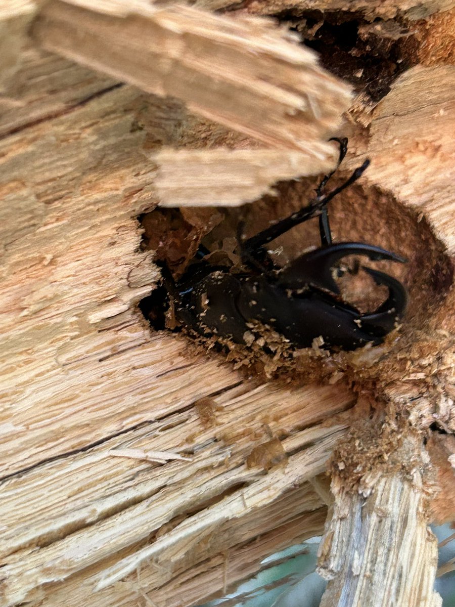 MGM (@KasaimgmMgm) / Posts / X