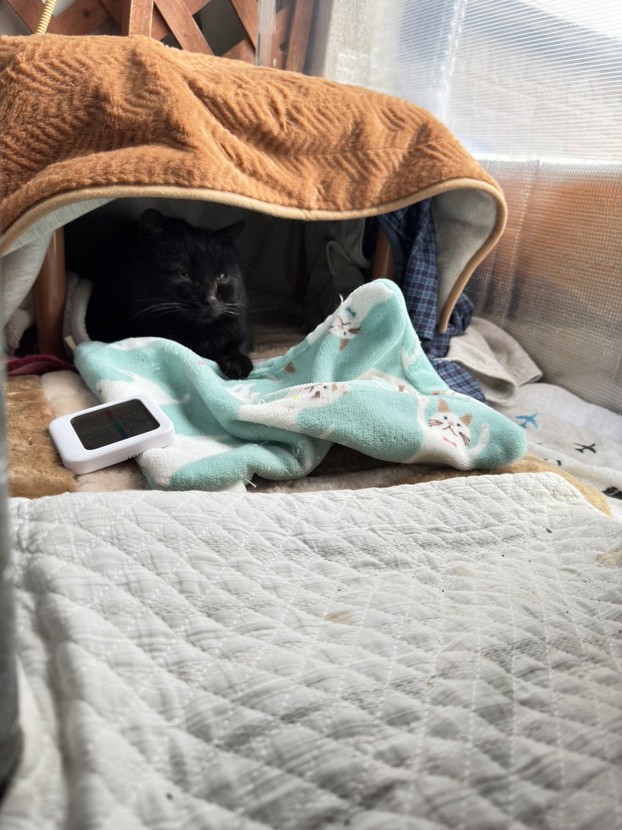 2月22日はネコの日🐈🐈‍⬛ 世界中の猫たちが幸せな 猫生をおくれ