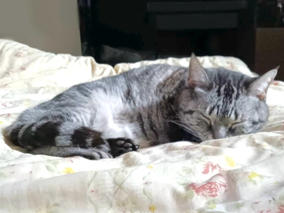 おはそら🌤️🍋‍🟩 今日は配信&動画投稿お休み🙌✨ 今週もゆるふぁい