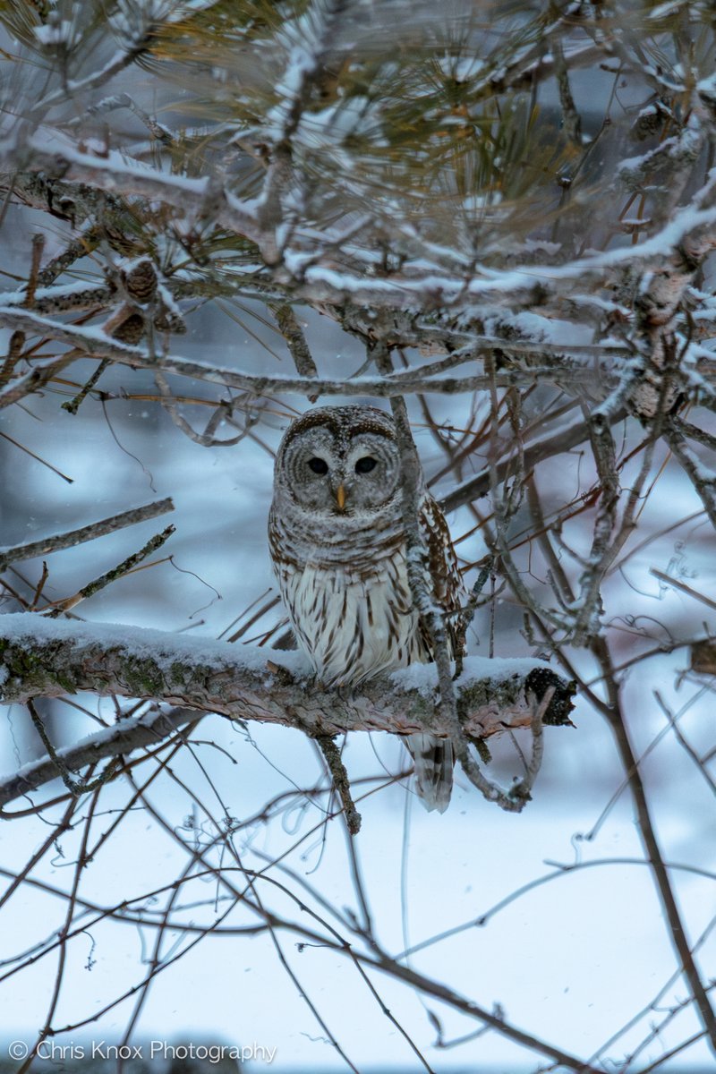 Chris Knox tweet media