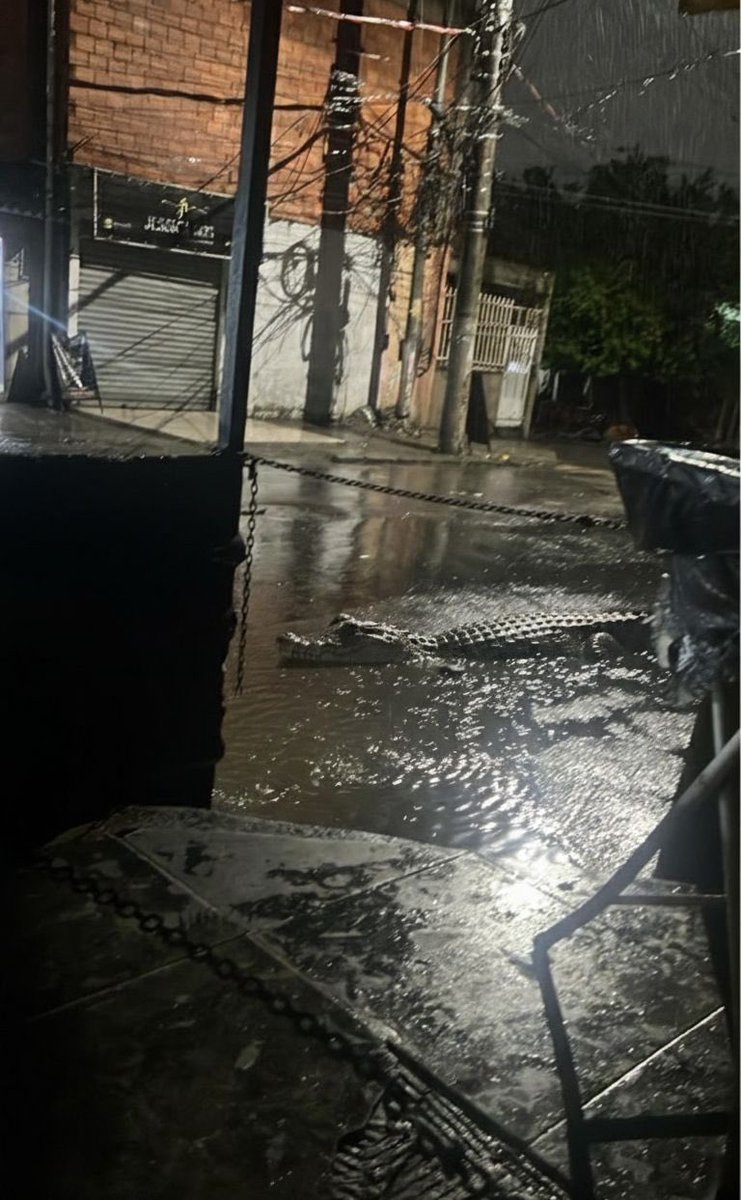 Brotou ele no complexo do chapadão de rolê 😱😱😱🐊🐊