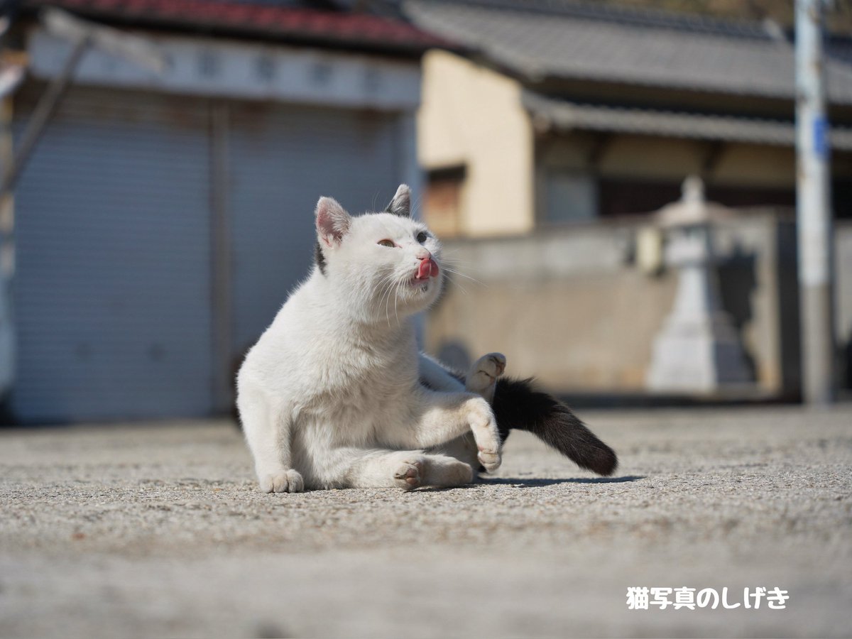 猫の日？、毎日でもええで🐱 . #おっしゃる通りで #猫 #猫の日 #cat #α7V