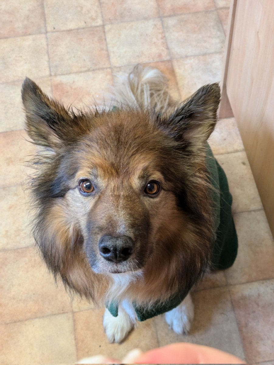 CamasTheCollie's tweet image. Oh the horror. They bathed me. That application of mud took work. And the few morsels of bacon on offer were not adequate compensation. 🐾🐾🛁💦🥓😨
#BorderCollie
#Bath
#Clean
#BaconBribe
#SaturdayThoughts