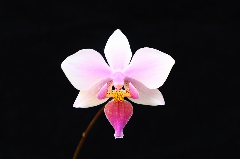 NK】 (@nknk81191345) / Posts / X