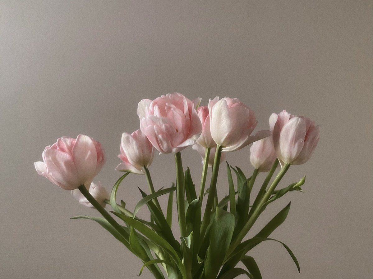 tutututututulip's tweet image. 