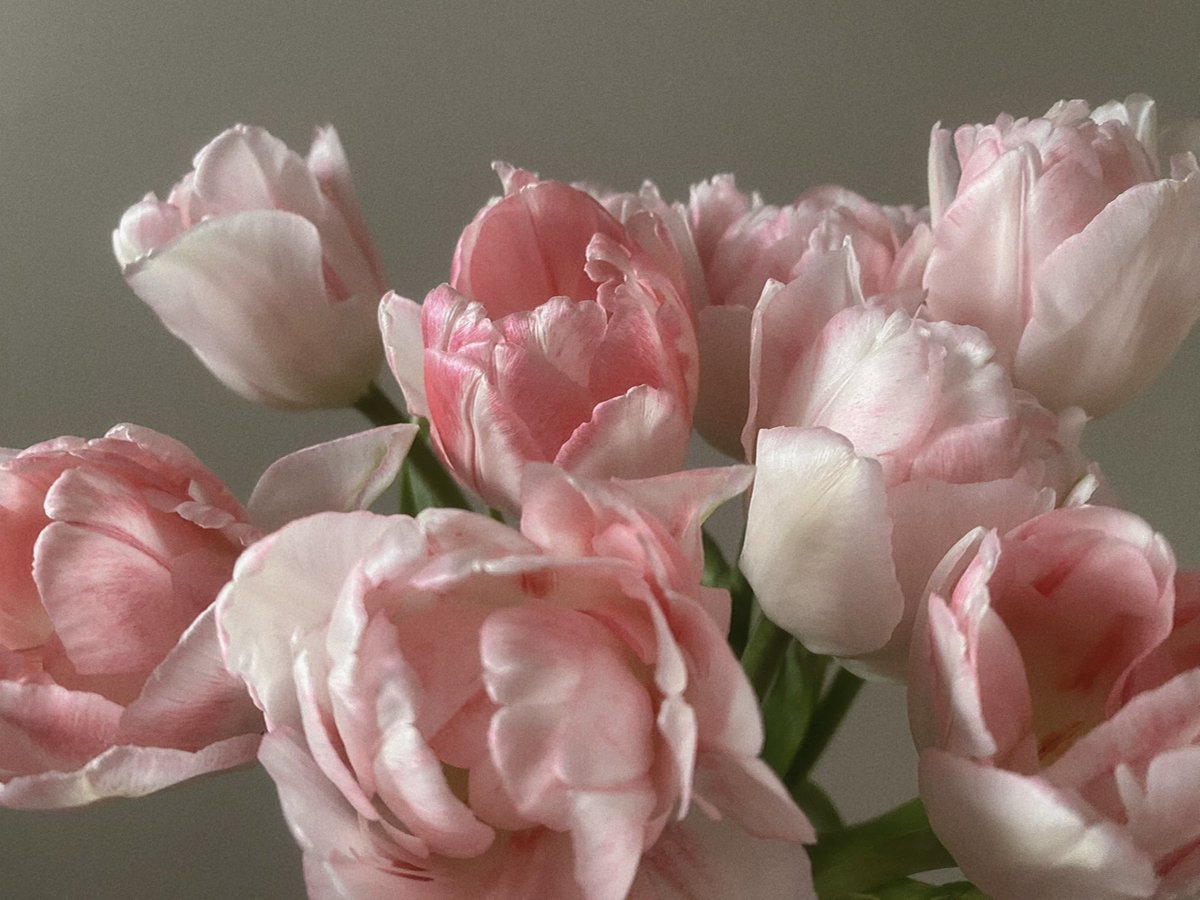 tutututututulip's tweet image. 