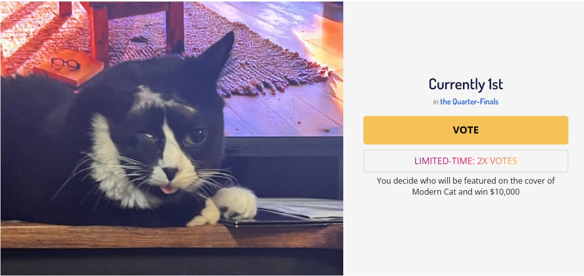 abethedevo_'s tweet photo. The America's Favorite Pet contest is ongoing and they have this retarded cat currently in 1st place.

You can't make this stuff up.
https://t.co/g6UZdKmUs2

https://t.co/wmTRT0pVpZ https://t.co/sL2uaTCuch