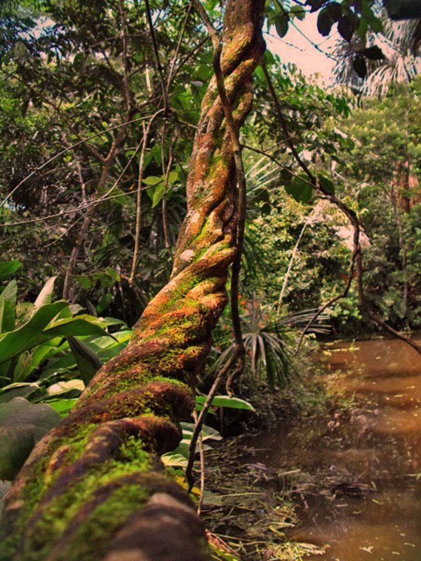 There are plants in the Amazon that took 10,000 years of trial and error for indigenous people to combine in the exact right ratio to unlock DMT orally.

Two plants. Out of 80,000 species in the rainforest. One deactivates the enzyme that destroys the other.

When asked how they