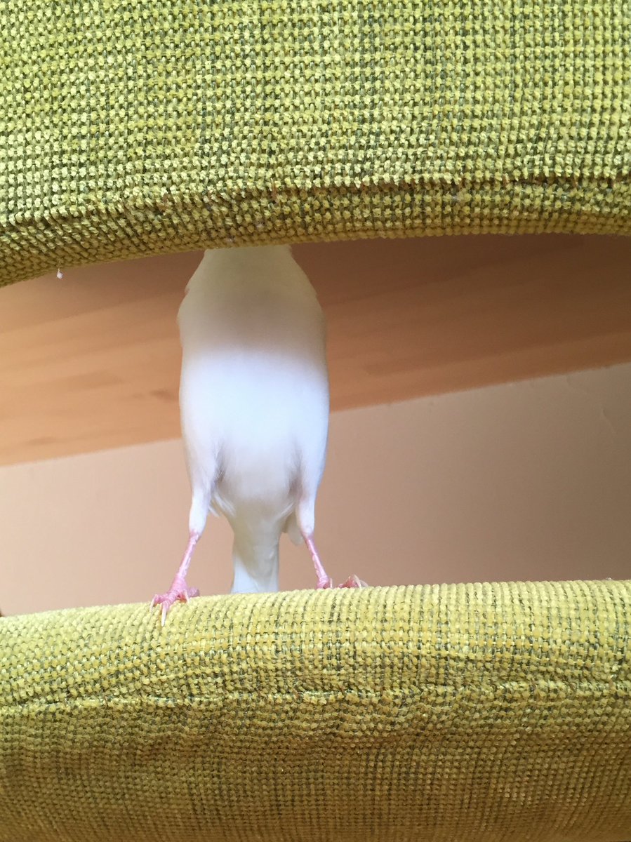 ふっきゅん tweet media