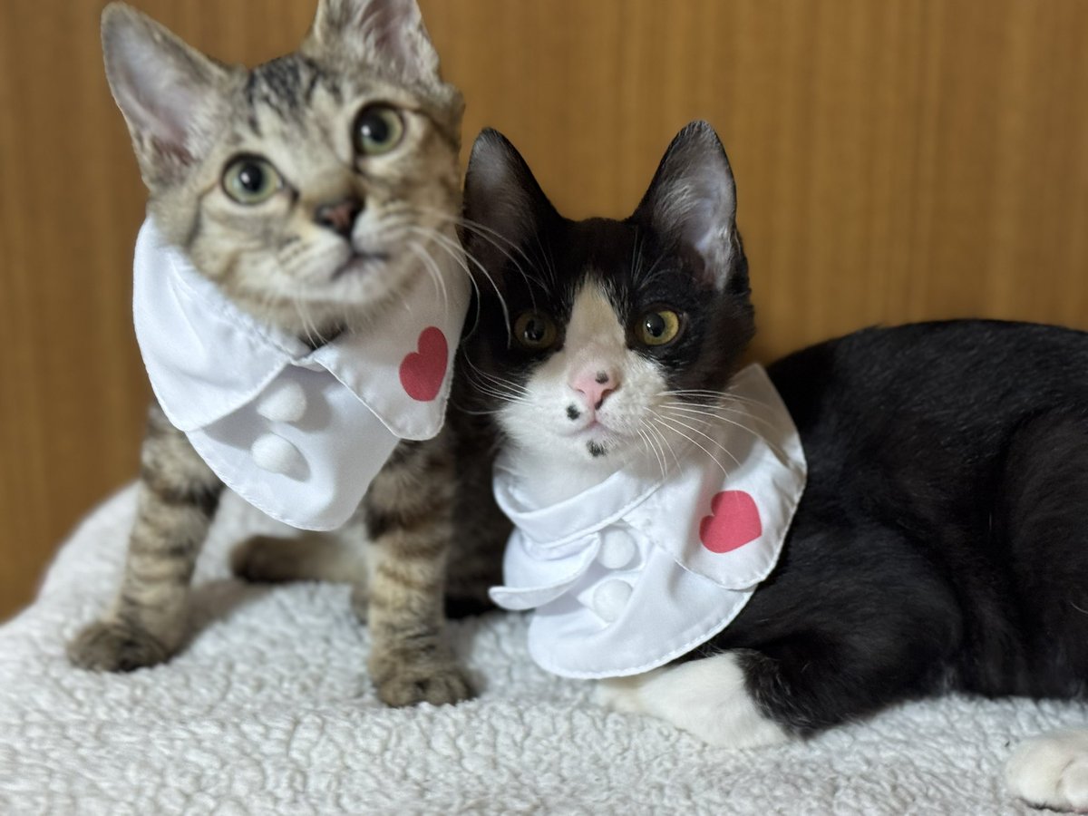 ⌇𝐌𝐀𝐋𝐈𝐋𝐈 ⌇🐈‍⬛ tweet media