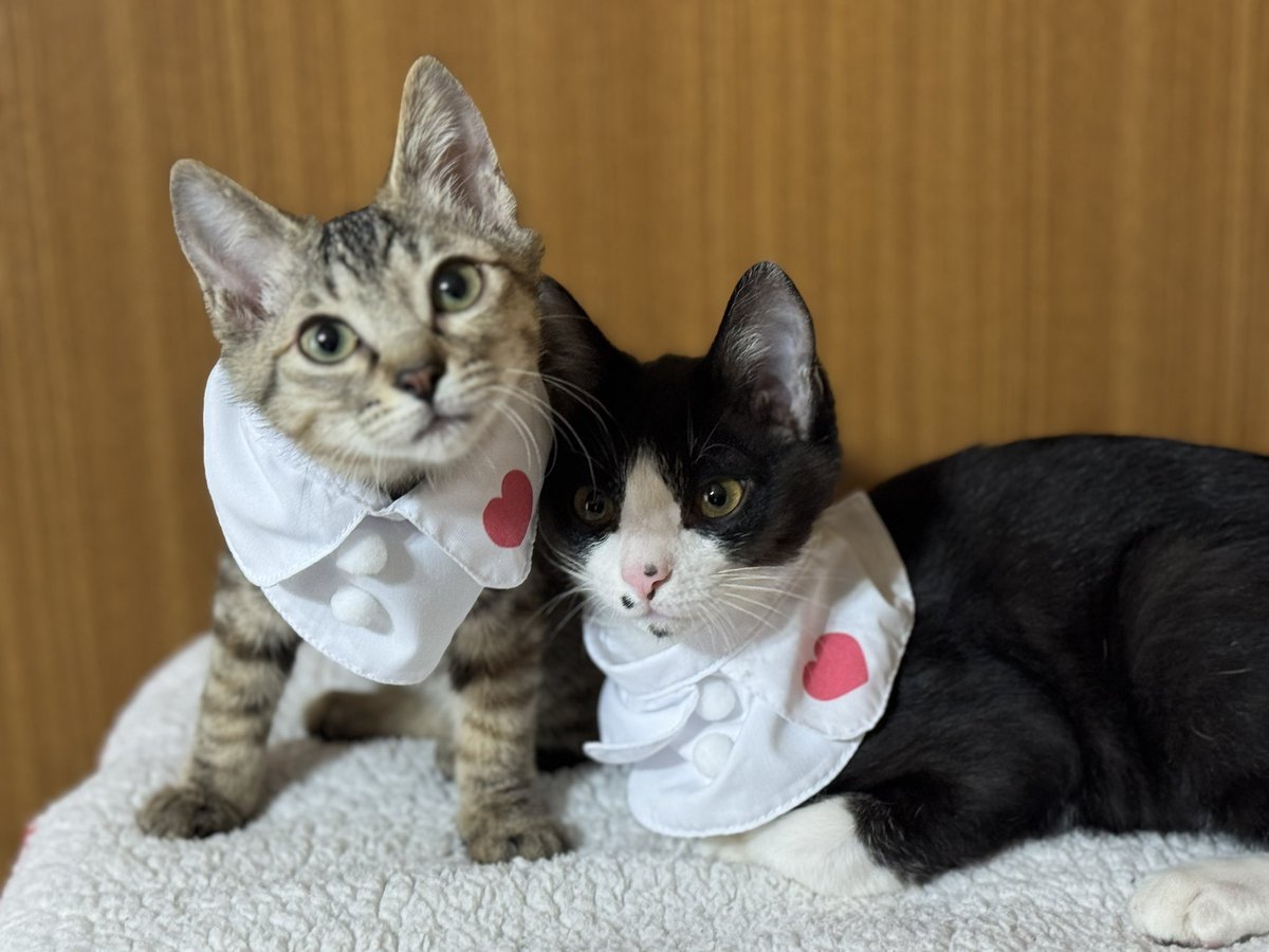 ⌇𝐌𝐀𝐋𝐈𝐋𝐈 ⌇🐈‍⬛ tweet media