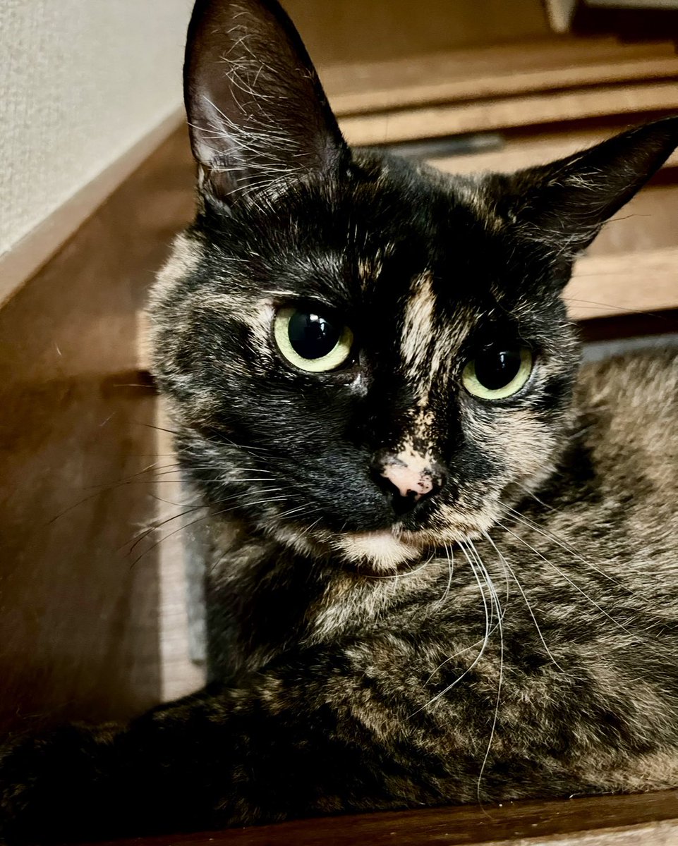 みんな可愛いฅ^´థ౪థ^ฅ