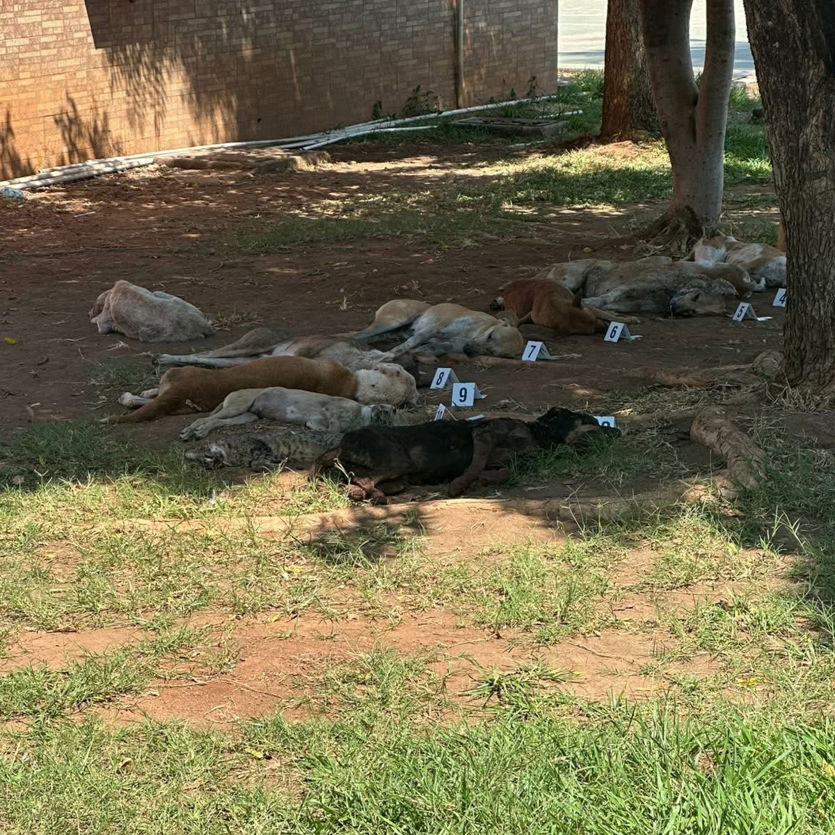 Sivar News tweet media