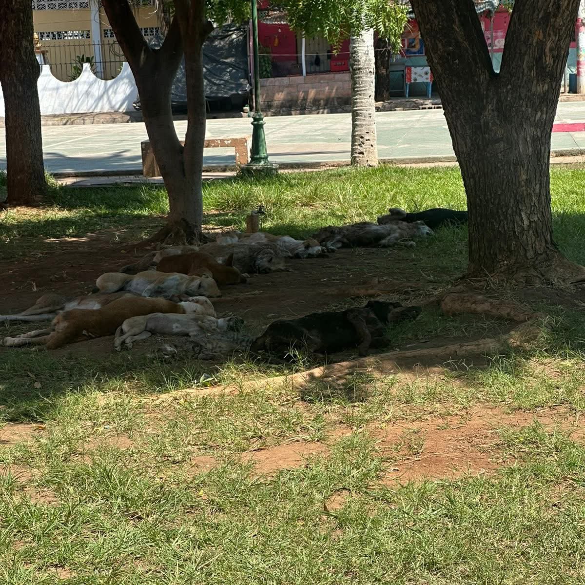 Sivar News tweet media