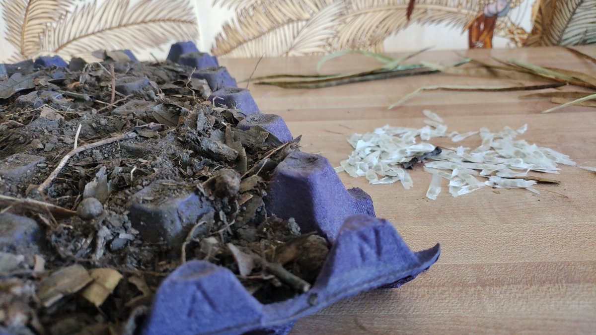 🦋 Preparando nuestra próxima generación de plantulas 🌳 #TecomaStans, que servirán para forestar nuestra ciudad. Recuerda que si tienes algún árbol en maceta que NO puedas conservar, lo puedes donar, y nosotros le encontraremos un cuidador y un hogar en las calles de #Puebla. 🐦